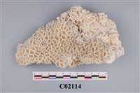 藏品(珊瑚化石)的圖片